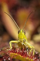 Biosphoto | 467738 | Sténobothre de la Palène piégé par une Rossolis France | &copy; Sébastien Herent / Biosphoto