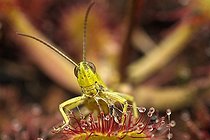 Biosphoto | 467739 | Sténobothre de la Palène piégé par une Rossolis France | &copy; Sébastien Herent / Biosphoto