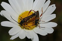 Biosphoto | 2094527 | Sténoptères noirs (Stenopterus ater) à l'envol sur une marguerite, Parc naturel régional des Vosges du Nord, Réserve de Biosphère, France | &copy; Michel Rauch / Biosphoto