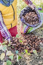 Biosphoto | 2452234 | Step-by-step planting of ground cover: 'Algerian Bellecour' ivy mulch with pine bark. | &copy; Jean-Michel Groult / Biosphoto