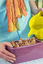 Biosphoto | 2460189 | Step-by-step preparation of a forced narcissus planter. Watering of the bulbs. | &copy; Jean-Michel Groult / Biosphoto