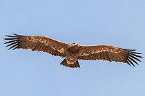 Biosphoto | 2551398 | Steppe Eagle (Aquila nipalensis) immature in flight, Mongolia | &copy; Bastien Chaix / Biosphoto