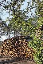 Biosphoto | 2575232 | Stères de bois résineux ONF, forêt de Leppo ou bois de l'Epaux, Le Mans, Sarthe, France | &copy; Michel Gile / Biosphoto