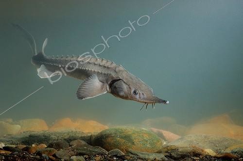 Biosphoto | 1611412 | Sterlet swimming above the pebbles Belgium | &copy; Hugo Willocx / Biosphoto