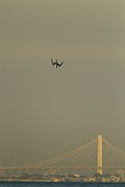 Biosphoto | 2395545 | Sterne élégante (Thalasseus elegans) plongeant, Bay Bridge, Baie de San Francisco, California | &copy; Jack Chapman / Biosphoto