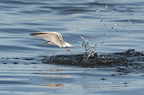 Biosphoto | 2609412 | Sterne naine (Sternula albifrons) s'envolant après son plongeon en bord de mer, Bretagne, France | &copy; Michel Rauch / Biosphoto
