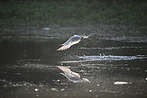 Biosphoto | 2621675 | Sterne pierregarin (Sterna hirundo), adulte en vol venant de plonger, Maine et Loire, France. | &copy; Guy Piton / Biosphoto