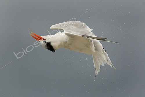 Biosphoto | 2412765 | Sterne royale (Thalasseus maximus) en vol, Floride, USA | &copy; Bruno De Faveri / BIA / Biosphoto