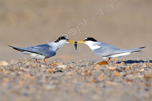 Biosphoto | 2602341 | Sternes naines (Sternula albifrons), mâle (à droite) offrant un poisson à la femelle (à gauche), Val de Loire, France | &copy; Pierre Vernay / Biosphoto