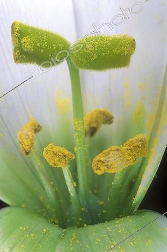 Biosphoto | 109132 | Stigmates d'un Lisianthus recouvert de pollen ; Grossissement X 1, 3 | &copy; Jean-Claude Louchet / Biosphoto