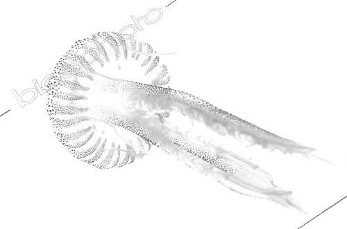 Biosphoto | 2016506 | Stinger Jellyfish on white background inspiration Gyotaku  ; It is inspired by the Gyotaku, a traditional Japanese method of fish printing, dating from the mid-1800s it was used by fishermen to record their catches, but has also become an art form in itself. I tried to apply it in photography. I think it's a great relationship between underwater photography, sea, art and history of the fishermen. | &copy; Sergi Garcia Fernandez / Biosphoto