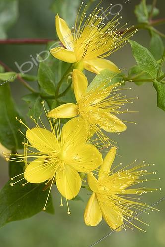 Biosphoto | 2469494 | Stinking tutsan (Hypericum hircinum), Flower, France | &copy; Frédéric Tournay / Biosphoto