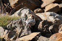 Biosphoto | 1249088 | Stoat in summer carrying his prey on rocks France | &copy; Jean-Luc Guet / Biosphoto
