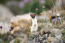 Biosphoto | 1249086 | Stoat in summer coat in the rocks France | &copy; Jean-Luc Guet / Biosphoto