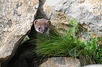 Biosphoto | 1249092 | Stoat in summer coat on rocks France | &copy; Jean-Luc Guet / Biosphoto
