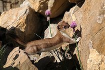 Biosphoto | 1249089 | Stoat in summer coat smelling a Wild Garlic flower France | &copy; Jean-Luc Guet / Biosphoto