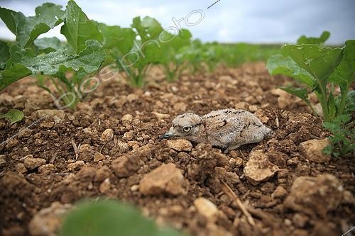 Biosphoto | 2581523 | Stone-curlew (Burhinus oedicnemus) chick in a beet field in Normandy, France | &copy; Christophe Perelle / Biosphoto