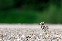 Biosphoto | 2602159 | Stone curlew (Burhinus oedicnemus) on a bank of the Loire, Loire Valley, France | &copy; Pierre Vernay / Biosphoto