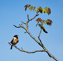 Biosphoto | 2427327 | Stonechat (Saxicola torquata) male singing, Regional Natural Park of Northern Vosges, France | &copy; Michel Rauch / Biosphoto