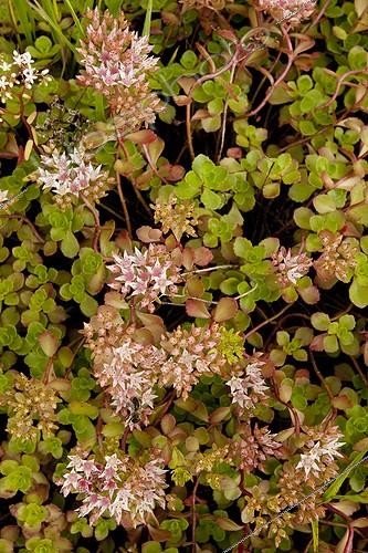 Biosphoto | 1438855 | Stonecrop on a vegetalized roof of a building in Switzerland | &copy; Benoît Renevey / Biosphoto