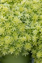 Biosphoto | 2594842 | Stonecrop (Sedum japonicum) 'Tokyo Sun' | &copy; Marie Aymerez / Biosphoto