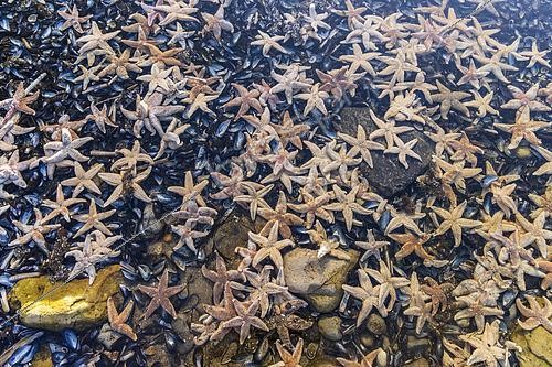 Biosphoto | 2619513 | Stranding of hundreds of starfish due to the spring tides on March 21, 2026, Wimereux, Opal Coast, France. | &copy; Yann Avril / Biosphoto