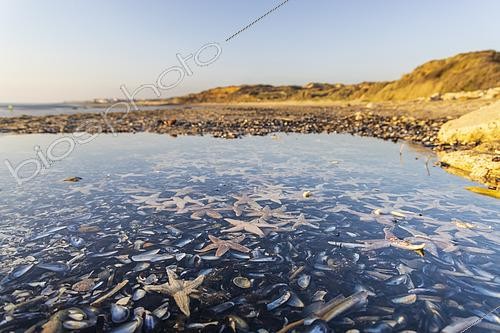 Biosphoto | 2619514 | Stranding of hundreds of starfish due to the spring tides on March 21, 2026, Wimereux, Opal Coast, France. | &copy; Yann Avril / Biosphoto