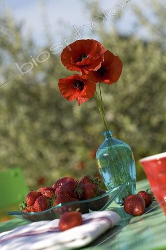 Biosphoto | 602723 | Strawberries and poppies on a garden table in Provence | &copy; Philippe Giraud / Biosphoto