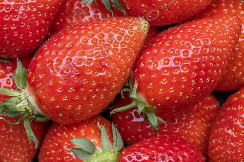 Biosphoto | 2556599 | Strawberries 'Ciflorette' | &copy; Marie Aymerez / Biosphoto