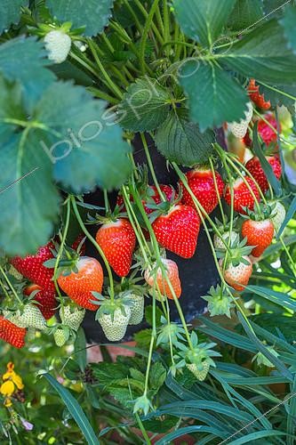 Biosphoto | 2083833 | Strawberries 'Dely', Kitchen garden, Provence, France | &copy; Philippe Giraud / Biosgarden / Biosphoto