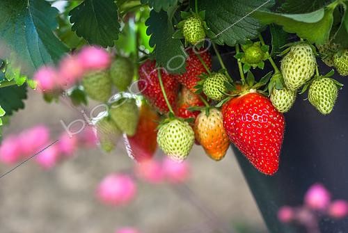 Biosphoto | 2083841 | Strawberries, Kitchen garden, Provence, France | &copy; Philippe Giraud / Biosgarden / Biosphoto