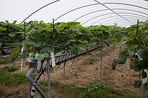 Biosphoto | 1250758 | Strawberry culture on peatmoss | &copy; NouN / Biosphoto