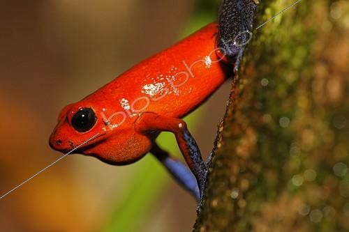 Biosphoto | 1513223 | Strawberry Poison Dart Frog Costa Rica ; Blue Jeans pattern | &copy; Siepmann / imageBROKER / Biosphoto