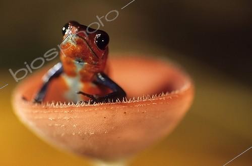 Biosphoto | 549137 | Strawberry Poison-dart frog in a scarlet cup fungi Nicaragua | &copy; Olivier Digoit / Biosphoto