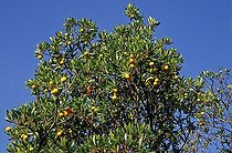 Biosphoto | 109083 | Strawberry tree | &copy; Muriel Hazan / Biosphoto