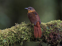 Biosphoto | 2608926 | Streak-breasted Treehunter (Thripadectes rufobrunneus), Chiriqui Highlands, Panama | &copy; Ignacio Yufera / Biosphoto
