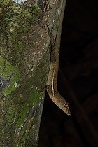 Biosphoto | 2395116 | Stream Anole (Norops oxylophus) on a trunk, Costa Rica | &copy; Jean-François Noblet / Biosphoto