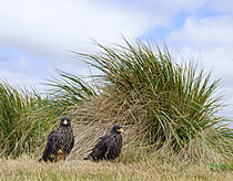 Biosphoto | 2622056 | Striated Caracara or Johnny Rook (Phalcoboenus australis, Daptrius australis) on the Falkland Islands, in typical Tussock Gras. South America, Subantarctica, Falkland Islands | &copy; Martin Zwick / Biosphoto
