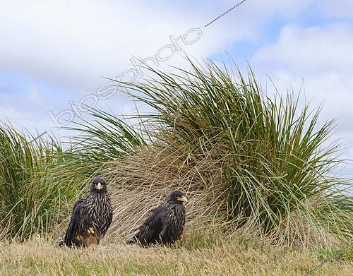 Biosphoto | 2622056 | Striated Caracara or Johnny Rook (Phalcoboenus australis, Daptrius australis) on the Falkland Islands, in typical Tussock Gras. South America, Subantarctica, Falkland Islands | &copy; Martin Zwick / Biosphoto