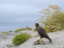 Biosphoto | 2622057 | Striated Caracara or Johnny Rook (Phalcoboenus australis, Daptrius australis) at a carcass of a gentoo penguin (pygoscelis papua). on the Falkland Islands. South America, Subantarctica, Falkland Islands, Sea Lion Island | &copy; Martin Zwick / Biosphoto