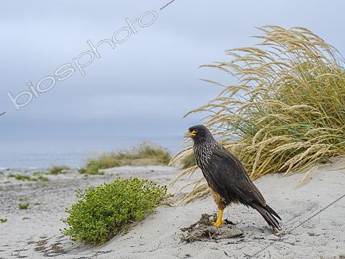 Biosphoto | 2622057 | Striated Caracara or Johnny Rook (Phalcoboenus australis, Daptrius australis) at a carcass of a gentoo penguin (pygoscelis papua). on the Falkland Islands. South America, Subantarctica, Falkland Islands, Sea Lion Island | &copy; Martin Zwick / Biosphoto