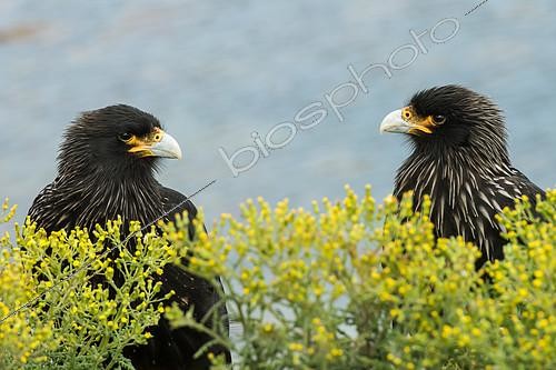 Biosphoto | 2406199 | Striated Caracara (Phalcoboenus australis), Falkland Islands | &copy; Raphaël Sané / Biosphoto