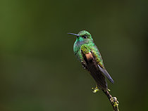 Biosphoto | 2608929 | Stripe-tailed Hummingbird (Eupherusa eximia), male, Chiriqui Hihlands, Panama | &copy; Ignacio Yufera / Biosphoto