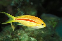 Biosphoto | 981120 | Striped Anthias, Ras Mohammed, Sinai, Red Sea, Egypt | &copy; Borut Furlan / WaterFrame / Biosphoto