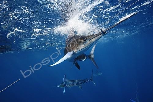 Biosphoto | 908247 | Striped Marlin feeding on Pacific Sardine Gulf of Mexico | &copy; Brandon Cole / Biosphoto