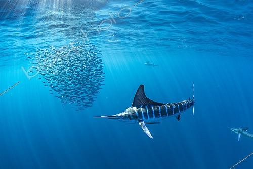 Biosphoto | 2423975 | Striped marlin (Kajikia audax) feeding on sardine's bait ball (Sardinops sagax), Magdalena Bay, West Coast of Baja California, Pacific Ocean, Mexico | &copy; Franco Banfi / Biosphoto