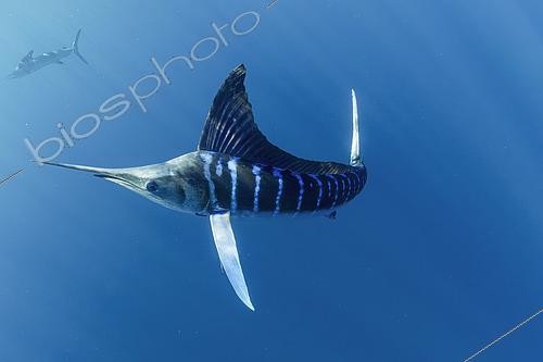 Biosphoto | 2615589 | Striped marlin (Kajikia audax) feeding on sardine's bait ball (Sardinops sagax), Magdalena Bay, West Coast of Baja California Peninsula, Pacific Ocean, Mexico | &copy; Franco Banfi / Biosphoto