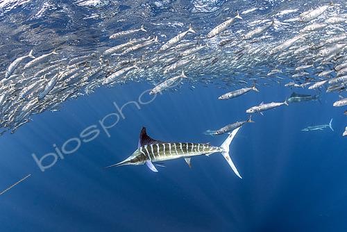 Biosphoto | 2615565 | Striped marlin (Tetrapturus audax) feeding on sardine's bait ball (Sardinops sagax), Magdalena Bay, West Coast of Baja California Peninsula, Pacific Ocean, Mexico | &copy; Franco Banfi / Biosphoto