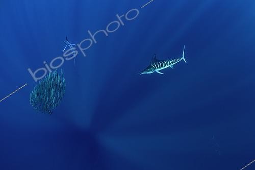 Biosphoto | 2615574 | Striped marlin (Tetrapturus audax) feeding on sardine's bait ball (Sardinops sagax), Magdalena Bay, West Coast of Baja California Peninsula, Pacific Ocean, Mexico | &copy; Franco Banfi / Biosphoto
