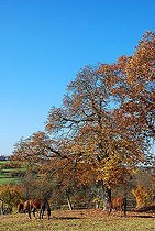 Biosphoto | 1526563 | Stud of Scharnhausen castle Ostfildern Stuttgart Baden Wuerttemberg Germany | &copy; Silwen Randebrock / imageBROKER / Biosphoto